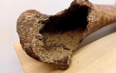 Bedrena kost mamuta novo je vrijedno otkriće kojim je nadopunjena zbirka u Centru