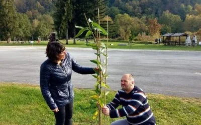 Posađeno još stabala pitomog kestena oko Centra